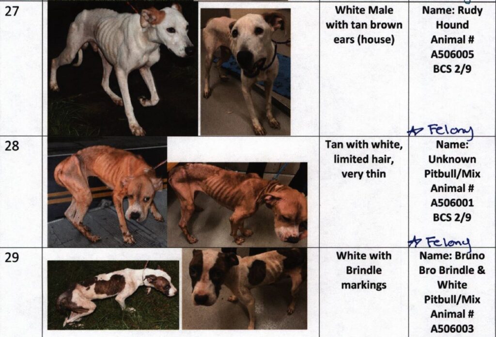 Evidence in the animal-cruelty case against Tonya Grose included these photos and descriptions of emaciated animals in a report by Seminole County Animal Services.