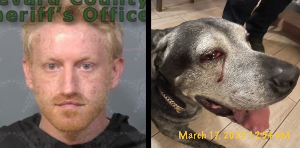 Booking photo of Paul Heinemann, left; Photo of Doobie with injured eye, right.  